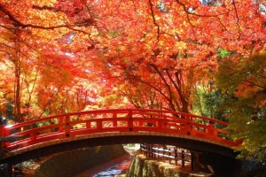 京都,紅葉狩り,名所
